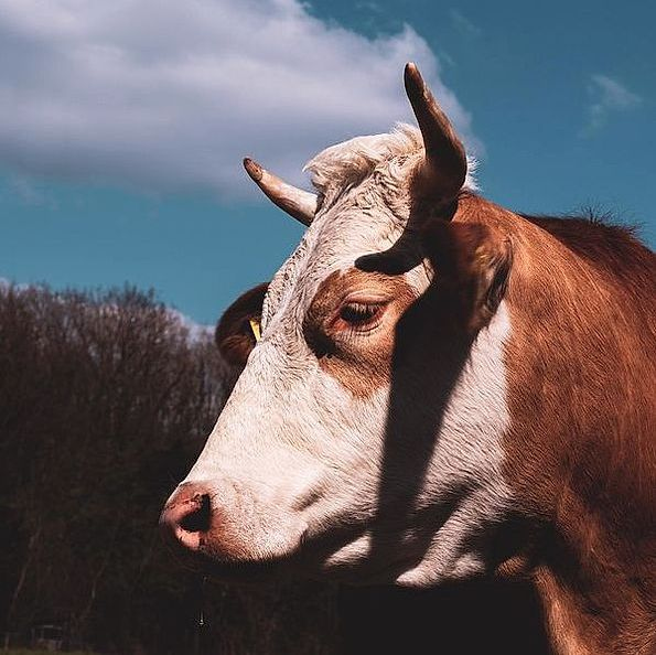 Lead breeder portrait