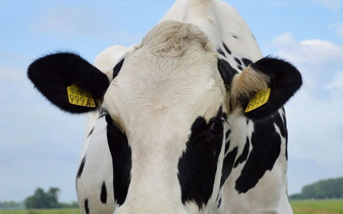 A Charolais bull with strong musculature standing in pasture